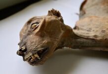 ค้นพบมัมมี่ชีตาห์ในถ้ำซาอุฯ นักวิทยาศาสตร์ชี้ “ไม่เคยเห็นมาก่อน”