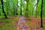 sacred-forest
